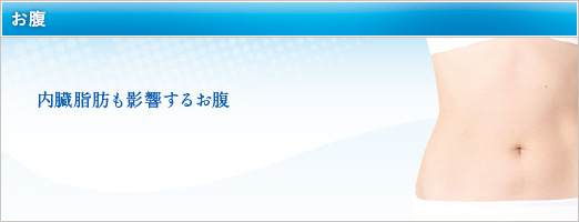 内臓脂肪も影響するお腹
