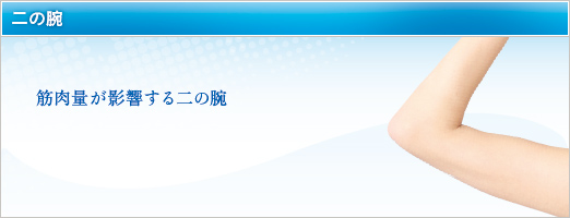 筋肉量が影響する二の腕