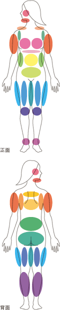 部位説明画像
